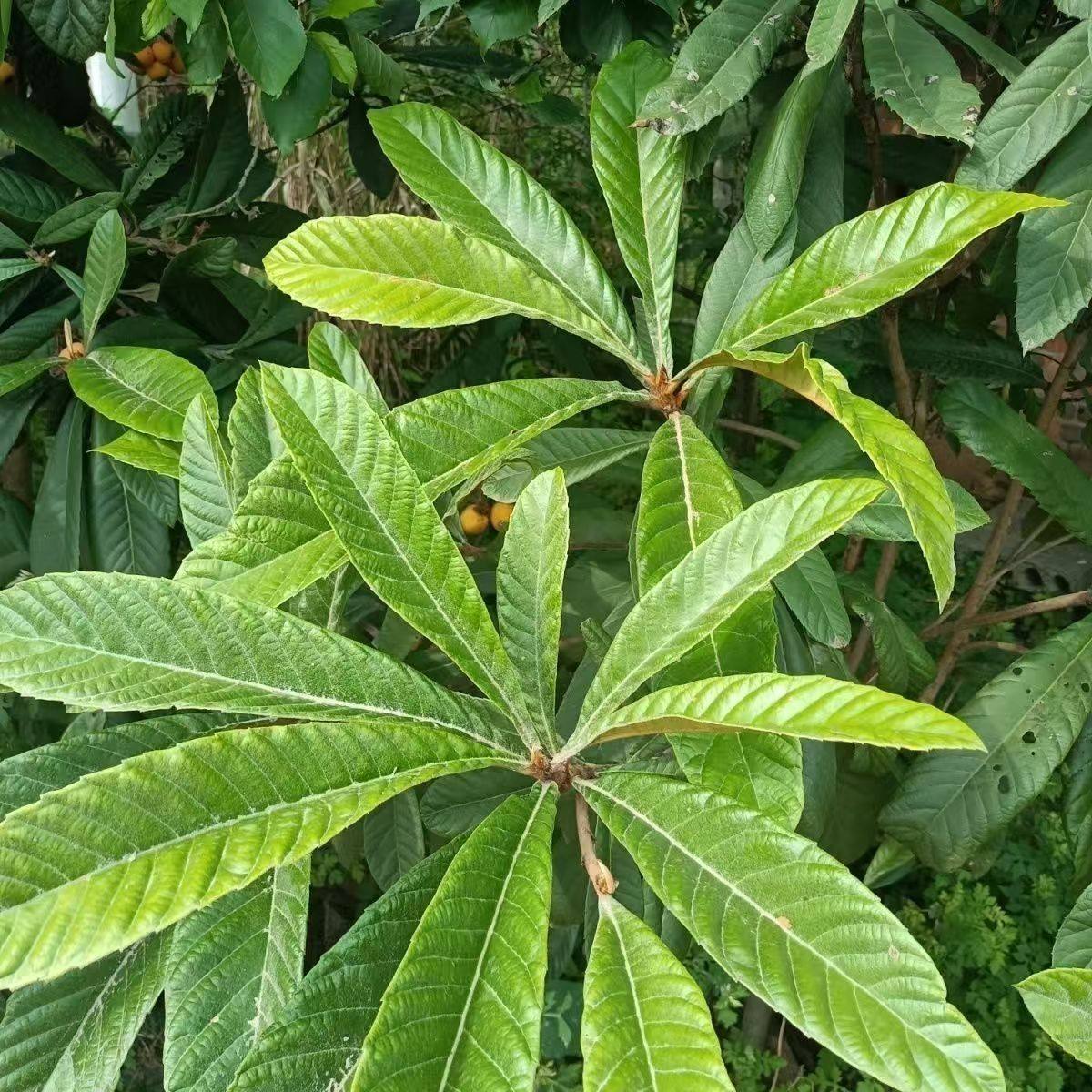枇杷叶中药材500g新货