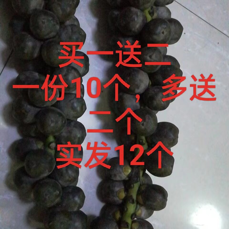 追风野生越南泡酒鲜果
