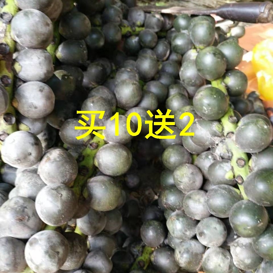 正宗中药材纯进口纯天然24个果越南新鲜追风果泡酒野生刺虎大果