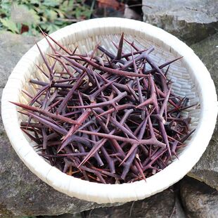 皂角刺中药材干刺泡水喝红大刺皂荚刺皂针天丁皂角刺的功效与作用