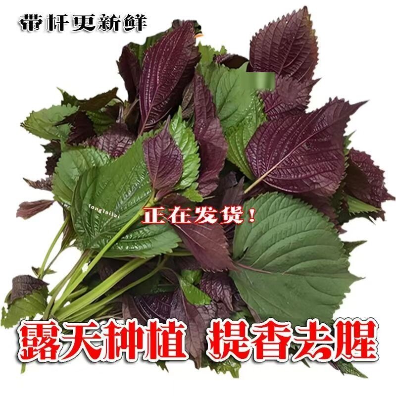 紫苏叶新鲜食用紫苏叶的功效与作用韩式料理蔬菜粘豆包叶蘸酱菜