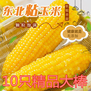 黄【诚信古塔玉米]精品大棒8+2只试吃东北软糯香甜真空包装玉米棒