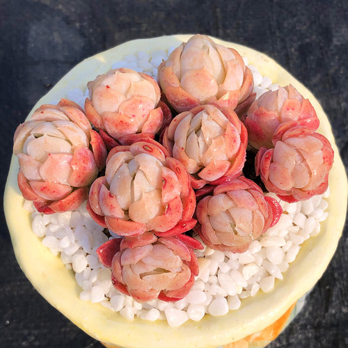 奶油贝瑞 有香味的多肉 多头群生老桩 红色多肉植物双子胭脂贝瑞