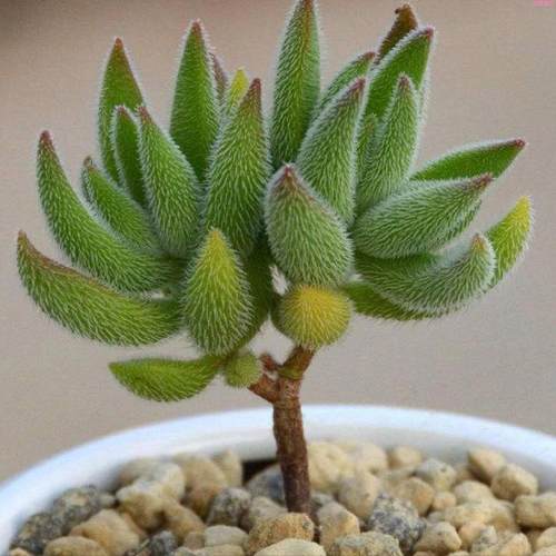 银狐之尾好养活多头多肉植物绒针多肉花卉盆栽带跟好养毛茸茸