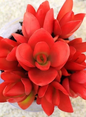 火祭红叶祭多肉植物花卉大全象征日子蒸蒸日上红红火火阳台办公室