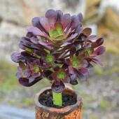 精控圆叶法师超大多头特价 清仓甩卖法师多肉老桩法师老桩多肉植物