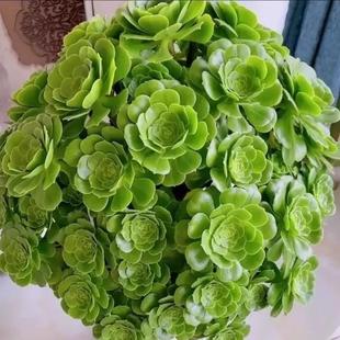 绿羊绒绿玫瑰美杜莎粉女巫多肉法师多头法师多肉老桩绿植盆栽室内