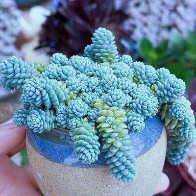 多肉冰梅植物多肉植物