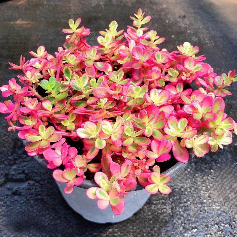 【原盆土发货】太阳花锦多肉植物马齿苋会开花室内盆栽绿植花卉