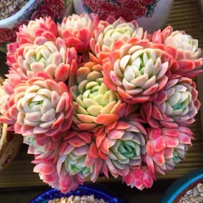 控养冰梅净化空气简单