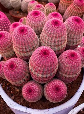 多头红太阳仙人球组合大颗老桩办公室室内阳台多肉植物好养活花卉