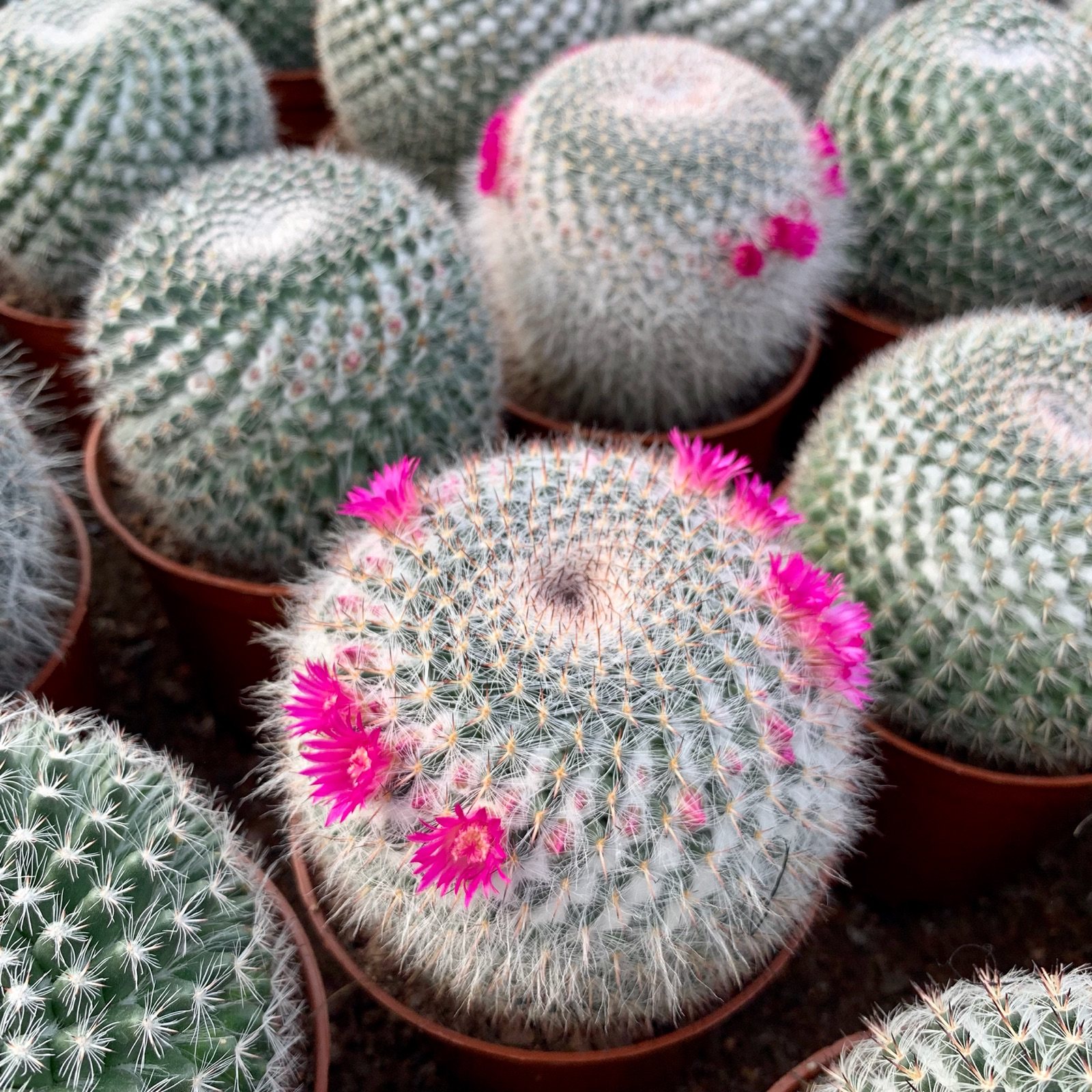 玉翁开花仙人球室内小盆栽带花苞多肉植物超大植物新手组合套餐,鲜花速递/花卉仿真/绿植园艺,多肉植物,淘宝优惠券,粉丝福利购,淘宝优惠卷