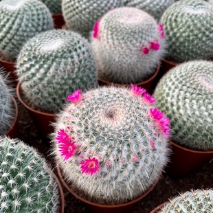玉翁开花仙人球室内小盆栽带花苞多肉植物超大植物新手组合套餐