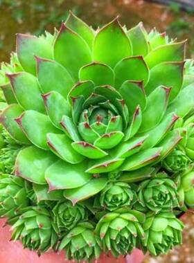 大颗群生观音莲植物室内好养盆栽容的多肉植物老桩带盆带土
