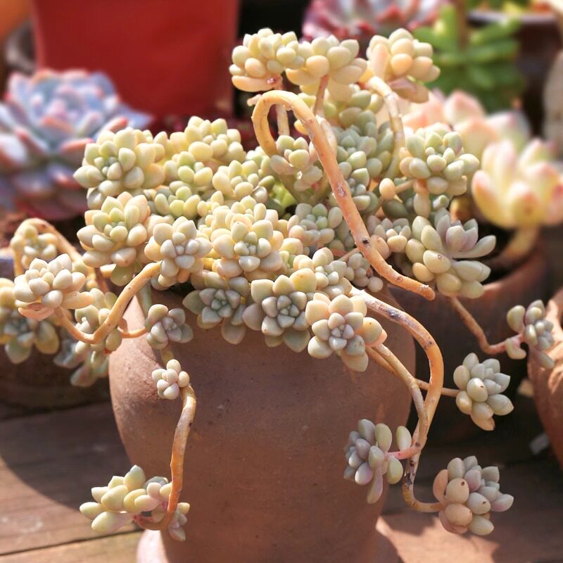 丸叶姬秋丽老桩悬崖桩大颗多肉植物易养爆盆阳台庭院好养好繁殖