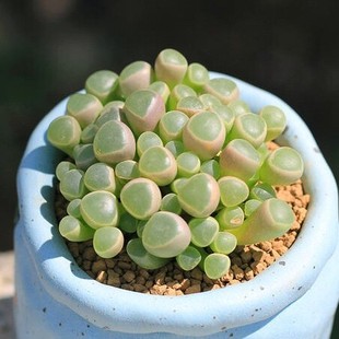 萌肉肉组合盆栽 肉肉植物 室内花卉 多肉植物 五十铃玉