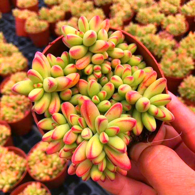 小天狗多肉植物群生多头老桩萌肉肉新手组合套餐盆栽植物