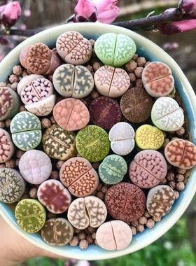 多肉植物生石花组合拼盘新手套装屁股花PP花石头花石生花肉肉