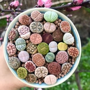 多肉植物生石花组合拼盘新手套装 屁股花PP花石头花石生花肉肉