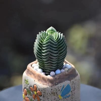 方塔多肉植物贵货多肉花卉组合绿植迷你趣味小盆栽花卉盆栽