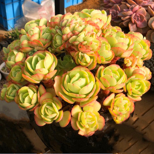 碧桃多肉植物巨大株群生老桩夏季易成活肉肉绿植盆栽花卉