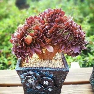 玫瑰法师缀化稀有品种大型多肉植物盆栽组合精品老桩缀化多肉