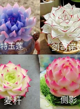 多肉套餐特玉莲女王麦秆剑司诺娃水蜜桃侧影室内桌面盆栽