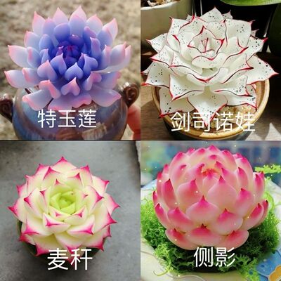 多肉套餐特玉莲女王麦秆剑司诺娃水蜜桃侧影室内桌面盆栽