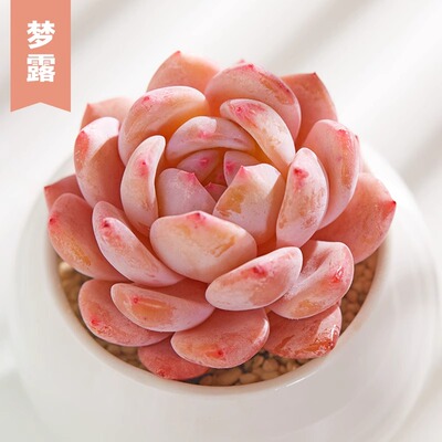 亭园香橙梦露多肉植物大橙子萌肉单头双头多肉易养活家庭阳台绿植