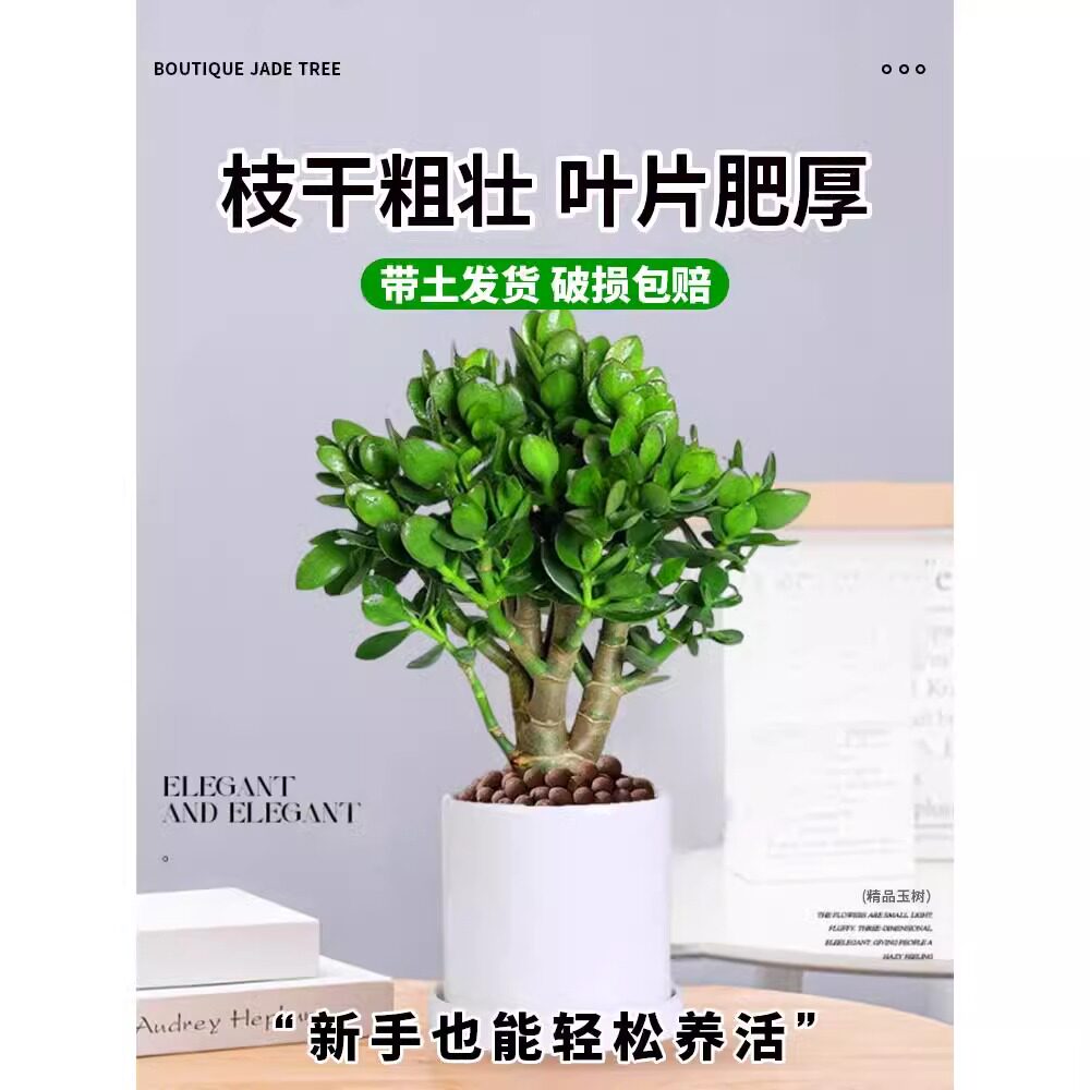 大叶玉树盆栽老桩多肉植物室内绿植四季好养四季常绿盆栽