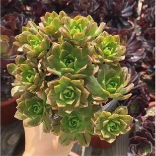 绿茶法师老桩绿色甜茶法师老桩彩色基地直发好养清仓特价室内庭院