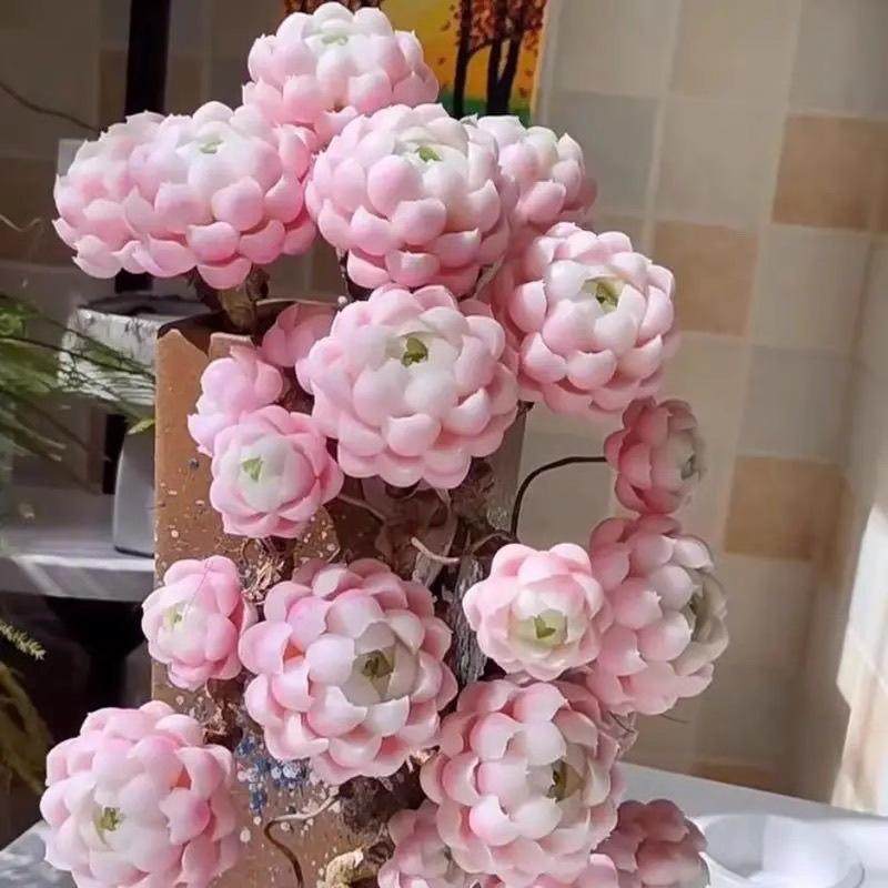 【新款】月影女神阿尔巴多头群生多肉植物花卉盆栽稀有办公室阳台,鲜花速递/花卉仿真/绿植园艺,多肉植物,淘宝优惠券,粉丝福利购,淘宝优惠卷