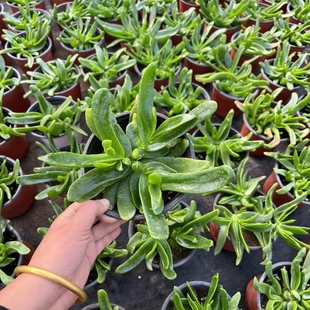 多肉植物佛手托金千佛手室内盆栽佛手掌花金佛手宝绿花舌叶花