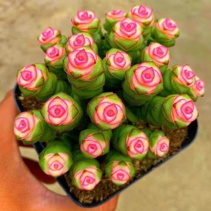 红心钱串彩色稀有钱串锦前程似锦多肉植物新款好养活阳台绿植肉肉,鲜花速递/花卉仿真/绿植园艺,多肉植物,淘宝优惠券,粉丝福利购,淘宝优惠卷