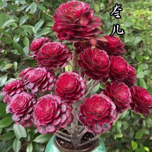 多肉老桩多头盆栽花卉绿植