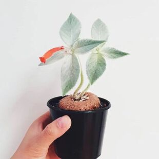 断崖女王巴西薄雪草月宴多肉植物贵奇趣植物办公室内好养包邮