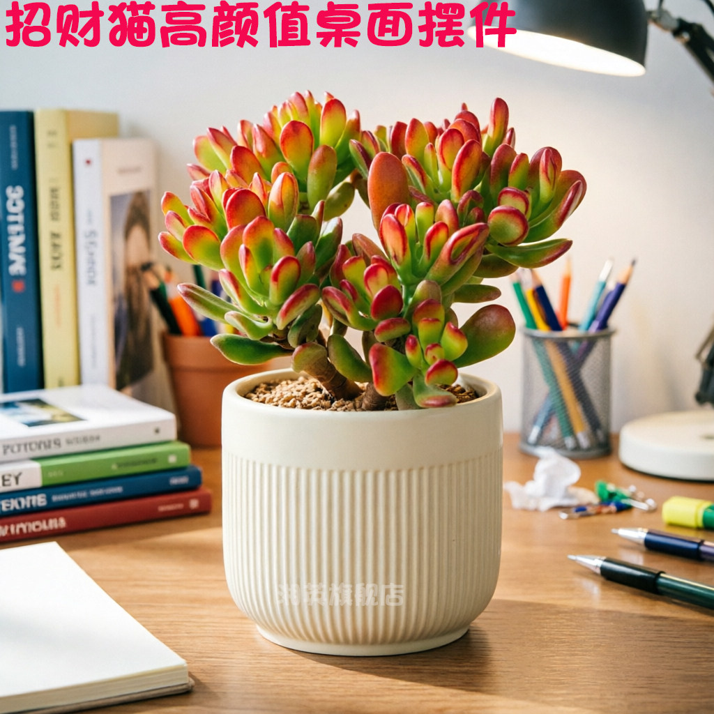 吸财树老桩招财新手好养花卉桌面多肉植物