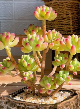 果冻乙女心云南多肉植物室内阳台办公室肉肉植物高品质新手大盆栽