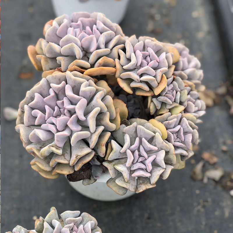 雪精灵多肉缀化 露养老桩群生多肉植物新手组合 室内阳台好养植物
