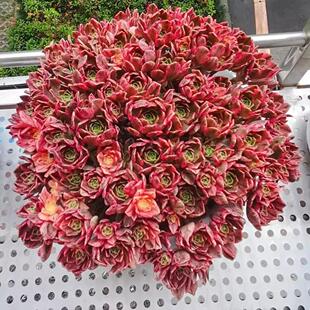 甜茶法师老桩多头基地直发好养清仓室内庭院多肉植物花卉绿植盆栽