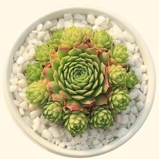 爱德华球多肉植物群生多头长生草系列盆栽室内稀有品种肉肉植物