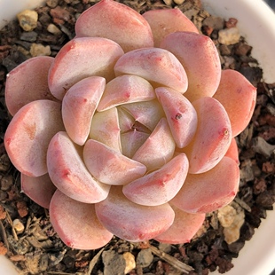 星星橙 玉芙蓉多肉植物布朗先生的多肉店阳台控养老桩 一物一拍