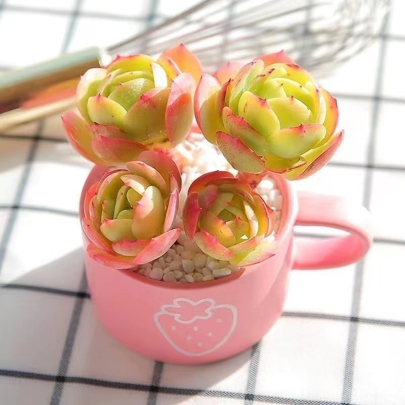 碧桃多肉植物多肉超萌肉肉易群生好养活办公室创意花卉绿植盆栽