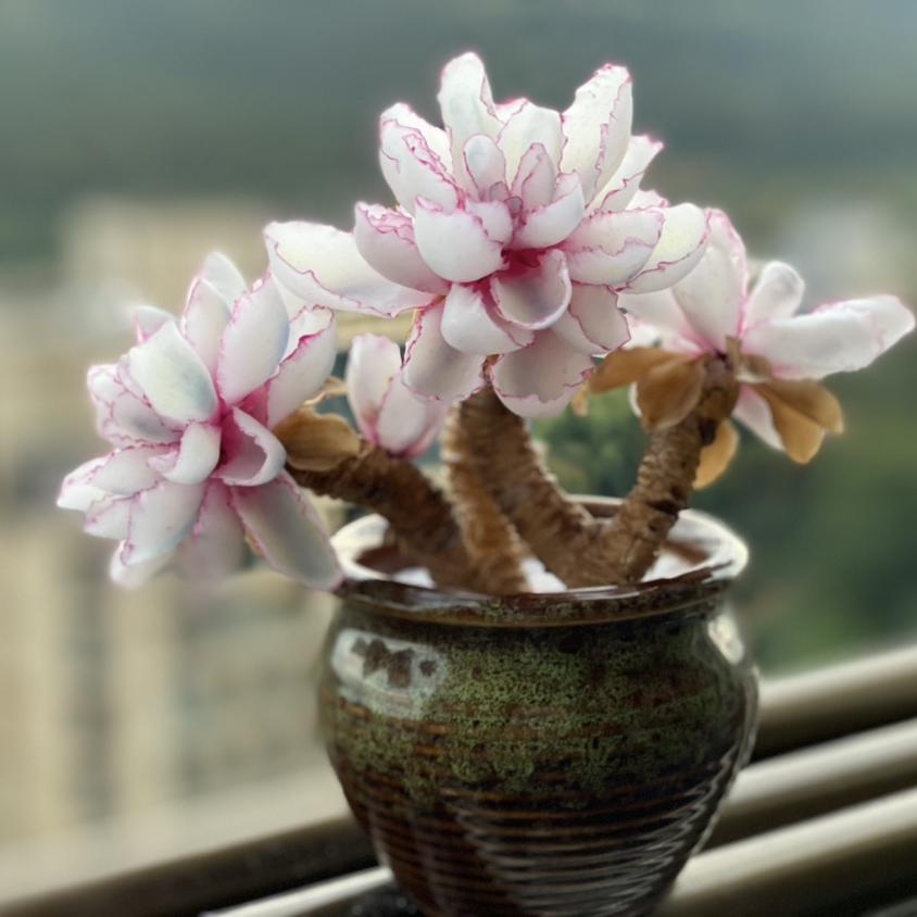 多肉植物伯克利锦稀少高端贵货自然锦颜色独特美观室内阳台桌面花