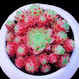 爱得华多肉植物长生草系列好养耐冻植物多头带崽群生盆栽绿植阳台