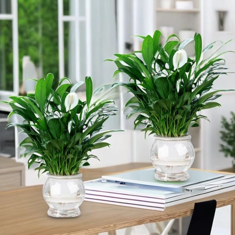 白掌室内花卉绿植水培盆栽四季常青一帆风顺好养活