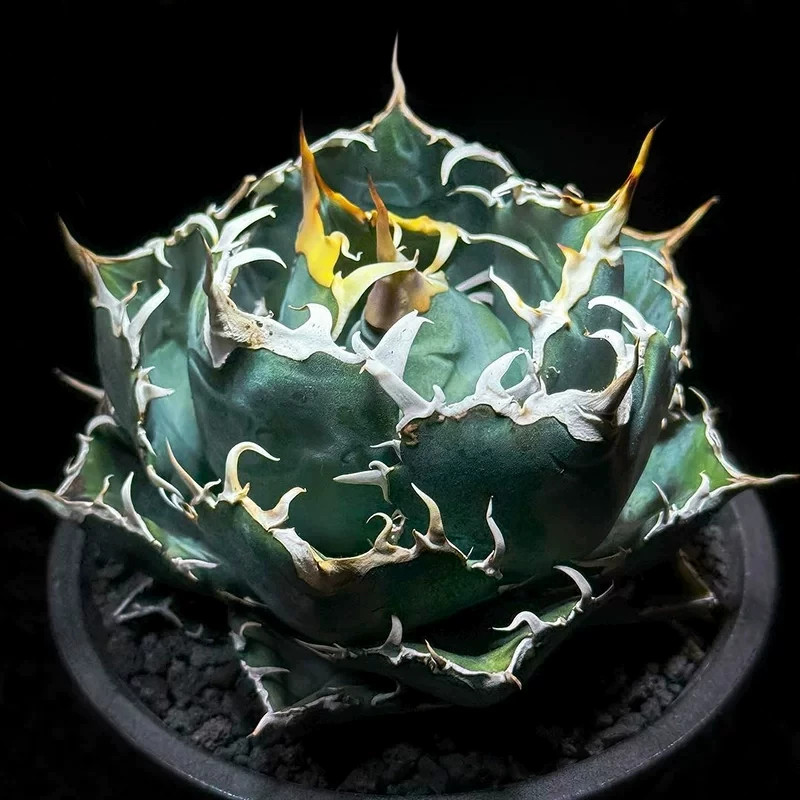 老桩稀有龙舌兰白鲸仁王冠潮流块根植物稀有美观高端盆栽