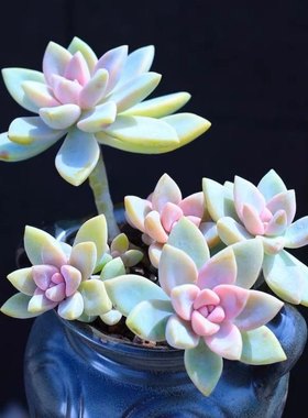淡雪紫雾幽灵公主多肉植物绿植盆栽肉肉冰玉橙梦露吊兰老桩花卉