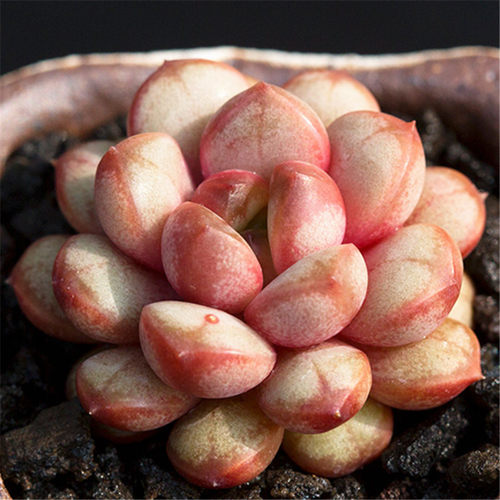 葡萄多肉植物老桩室内萌肉肉好养