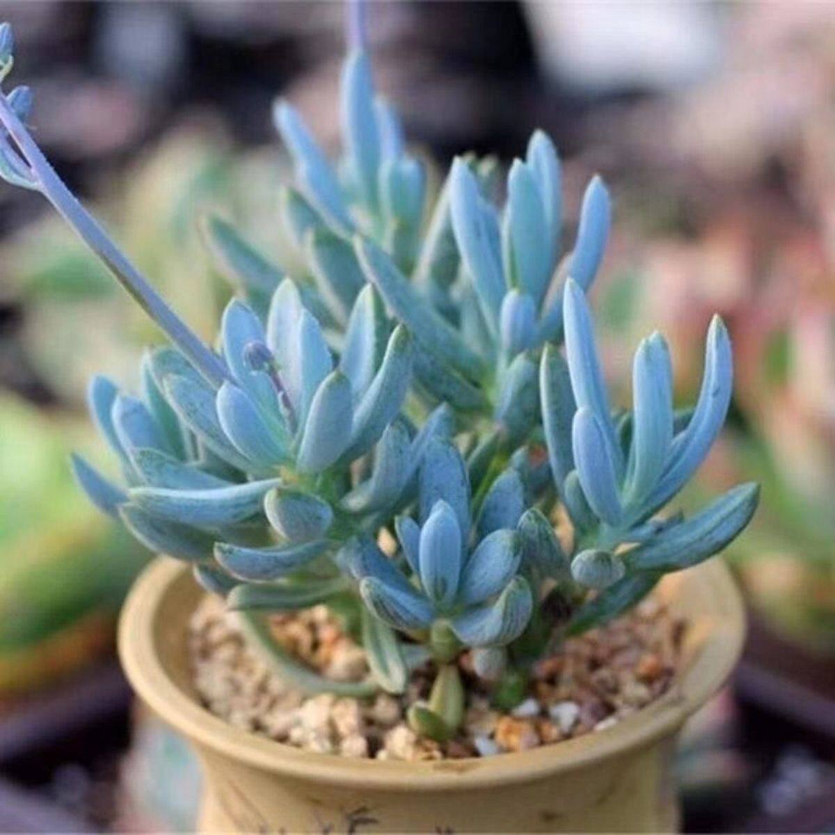 蓝松多肉植物稀有品种罕见小贵货清棚组合盆栽阳台绿植防辐射花卉